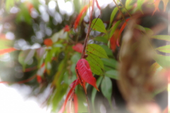 赤い葉