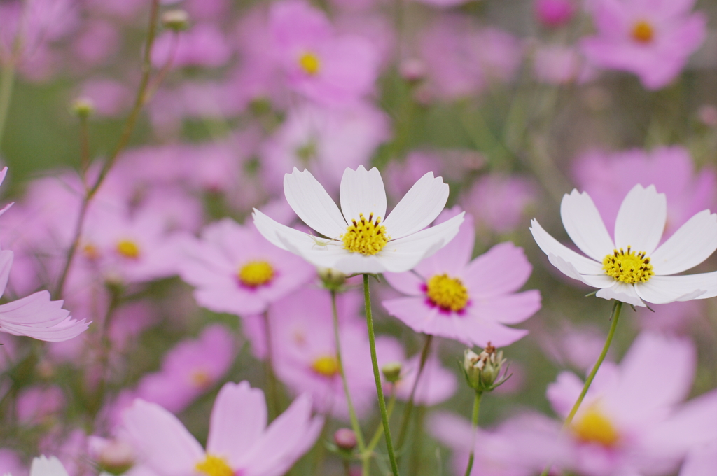 白い秋桜