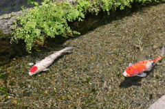 鯉の泳ぐまち　島原２
