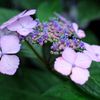 雨上がりの紫陽花