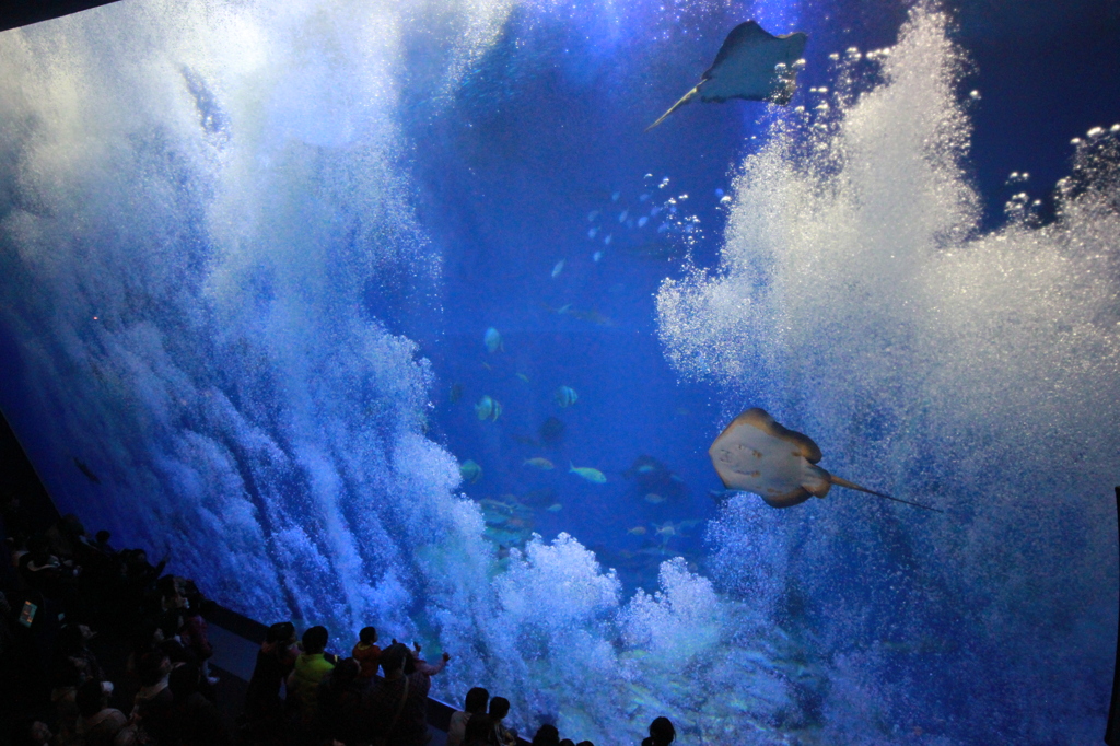 大洗水族館　大水槽