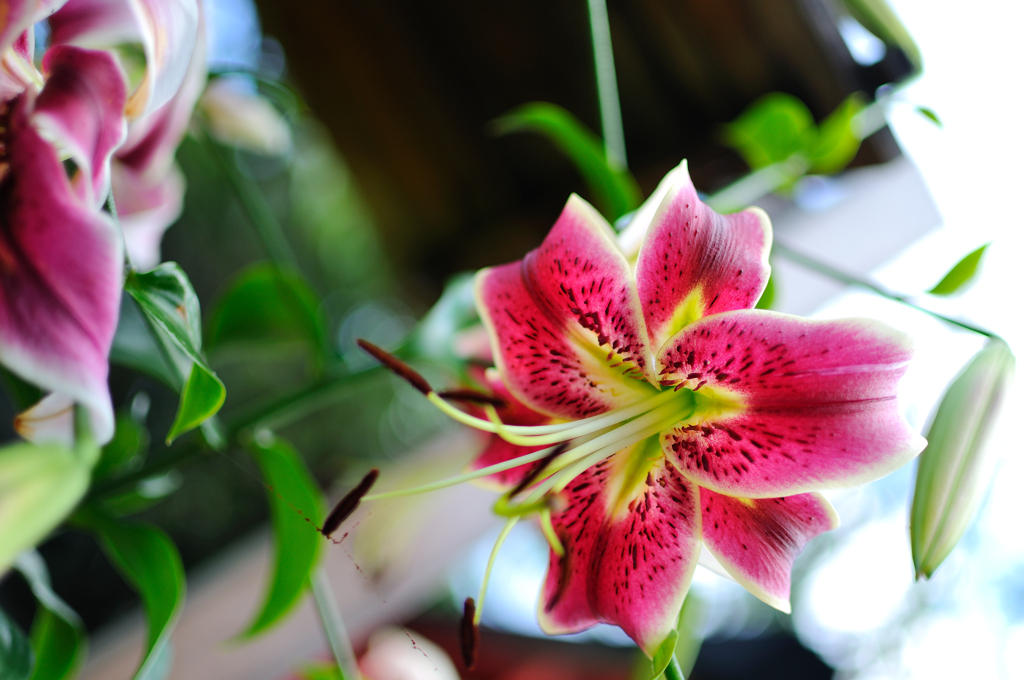 社寺内の花