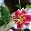 社寺内の花