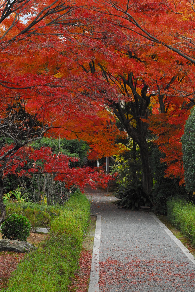 紅葉