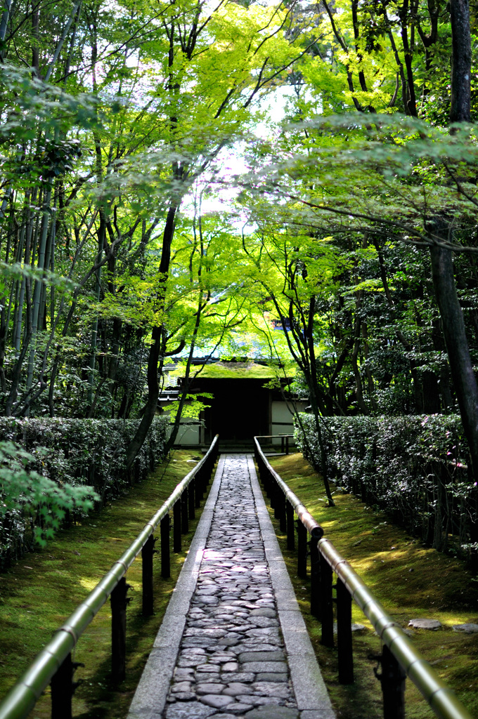 高桐院