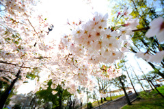 舞い散る桜