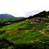 丸山千枚田