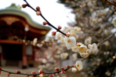 北野天満宮 ～梅～
