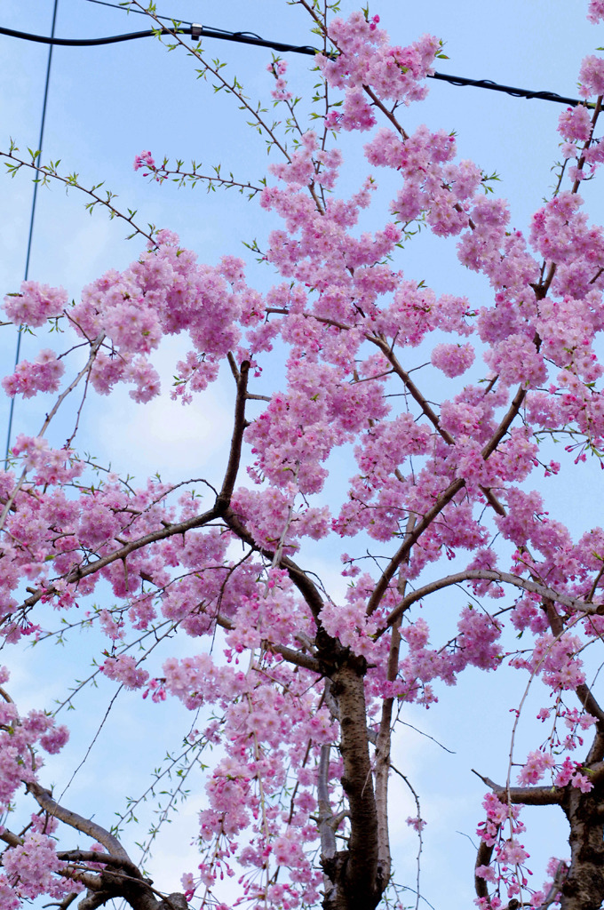 枝垂桜２