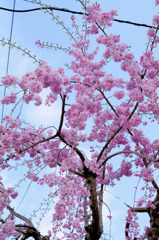 枝垂桜２