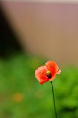 ひまわりのマネ