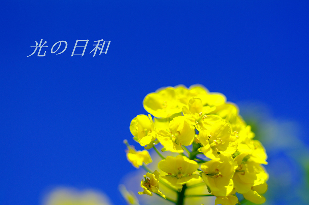 菜の花