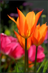 シャンペングラス