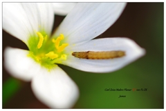 いいベットだなぁ