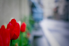 チューリップ3