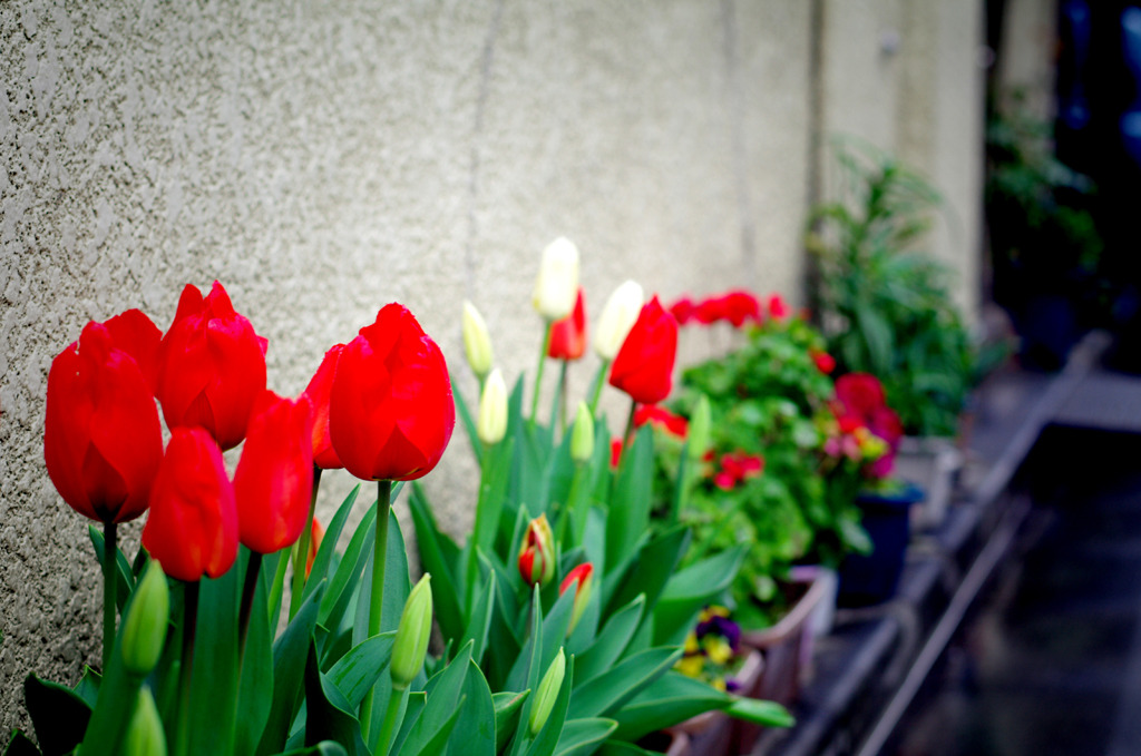 チューリップ2