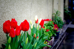 チューリップ2
