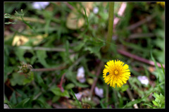 帰ろう、蜜がない