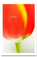 魅了されいた色