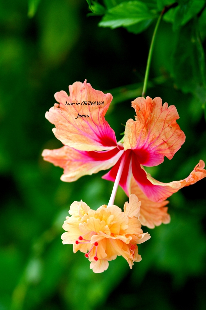 花の中の花