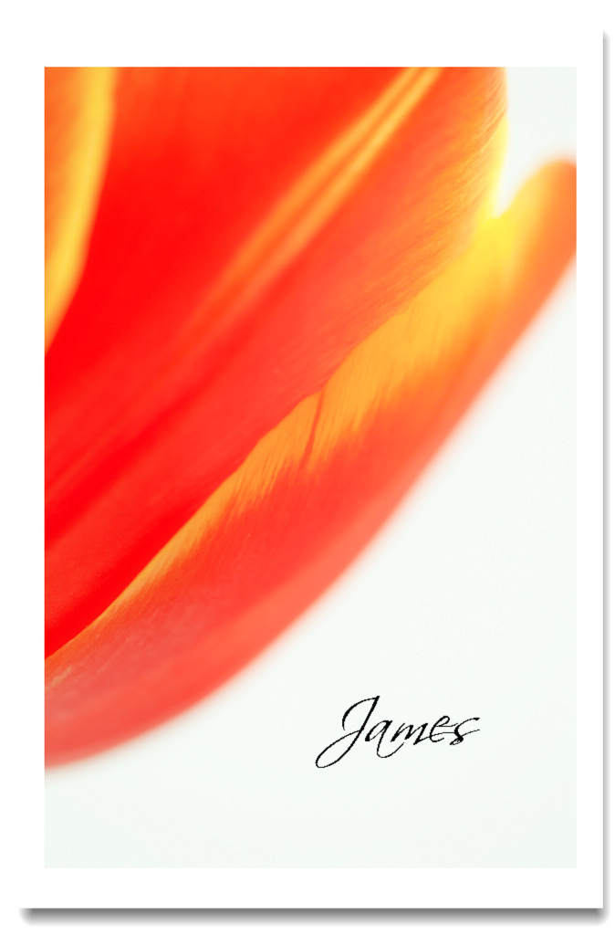 魅了された色２