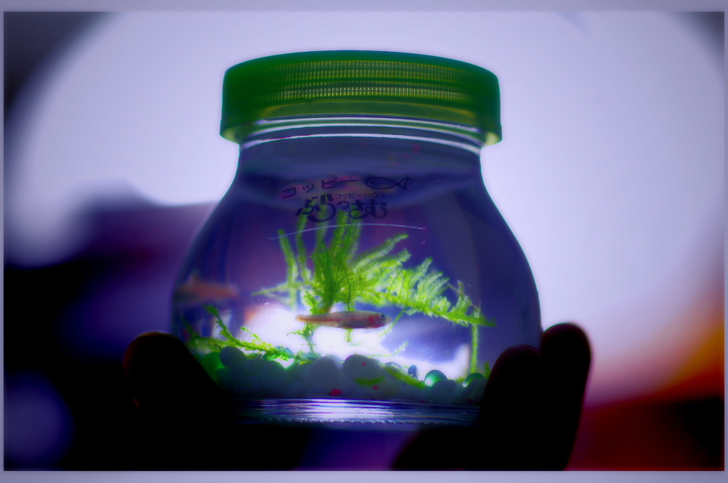 一ヶ月生ける？