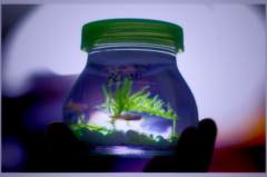 一ヶ月生ける？