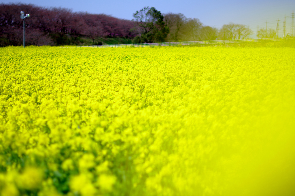 菜の花畑