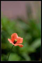 ひまわりのマネ