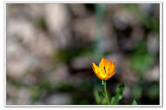 あっ、蜜あった！よかったなぁ！