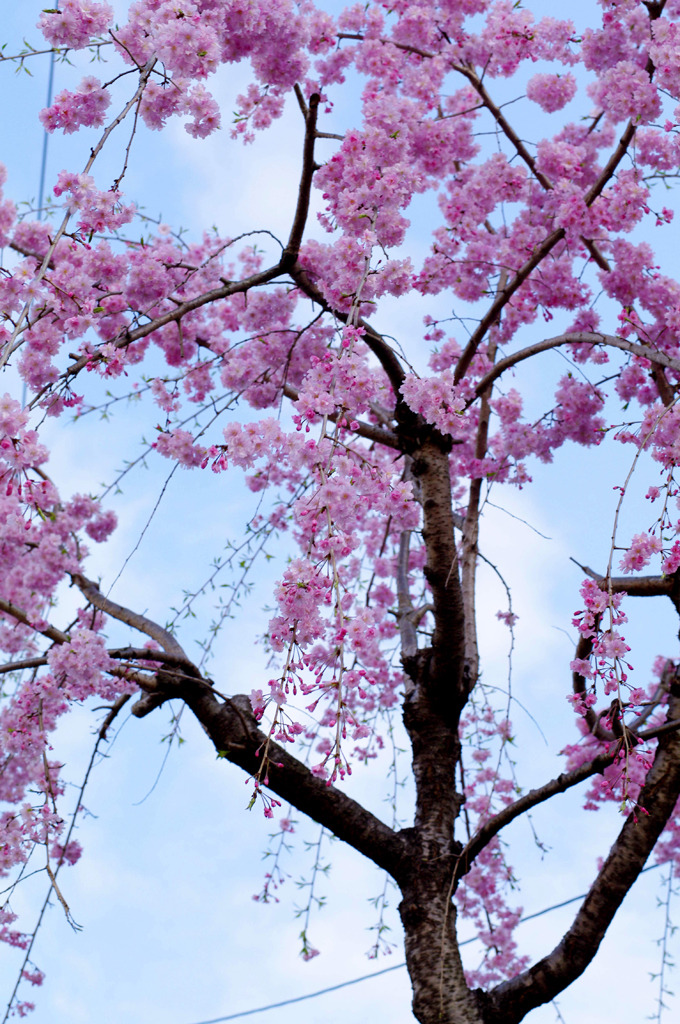 枝垂桜
