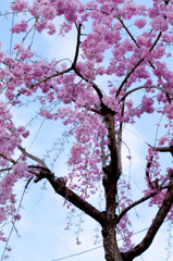 枝垂桜