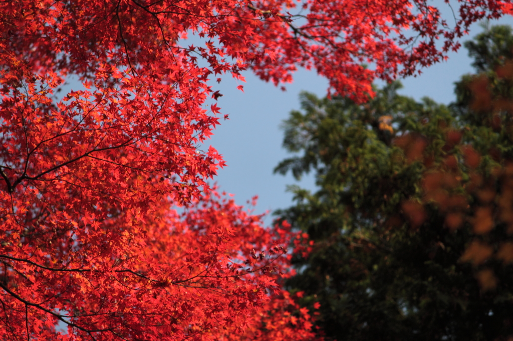 紅のコントラスト