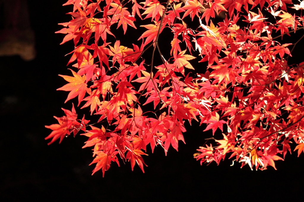 紅い金平糖