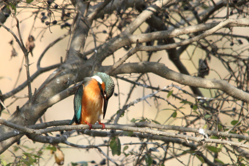 ペンギンみたいでしょ？