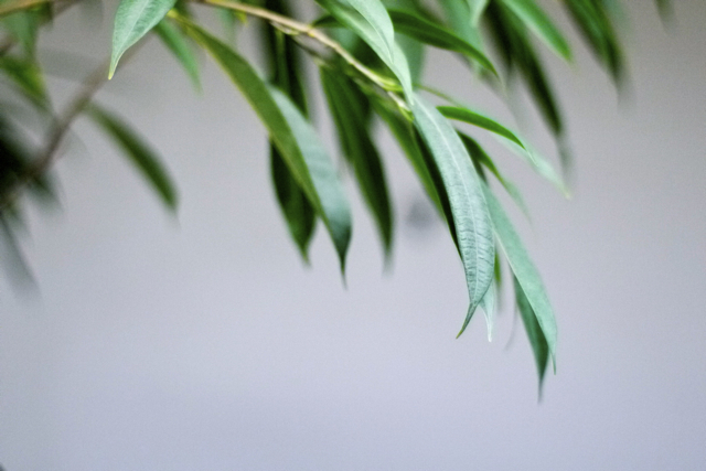 Green_011