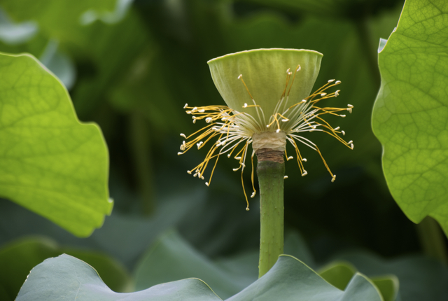 Green_005