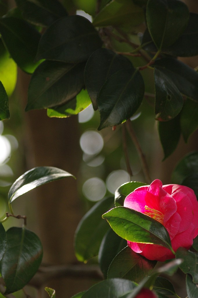 ひそひそ花し