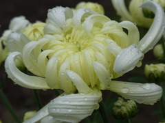 雨上がりの菊