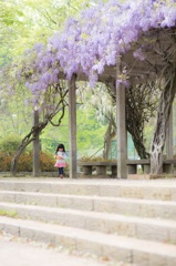 藤の季節ですね〜