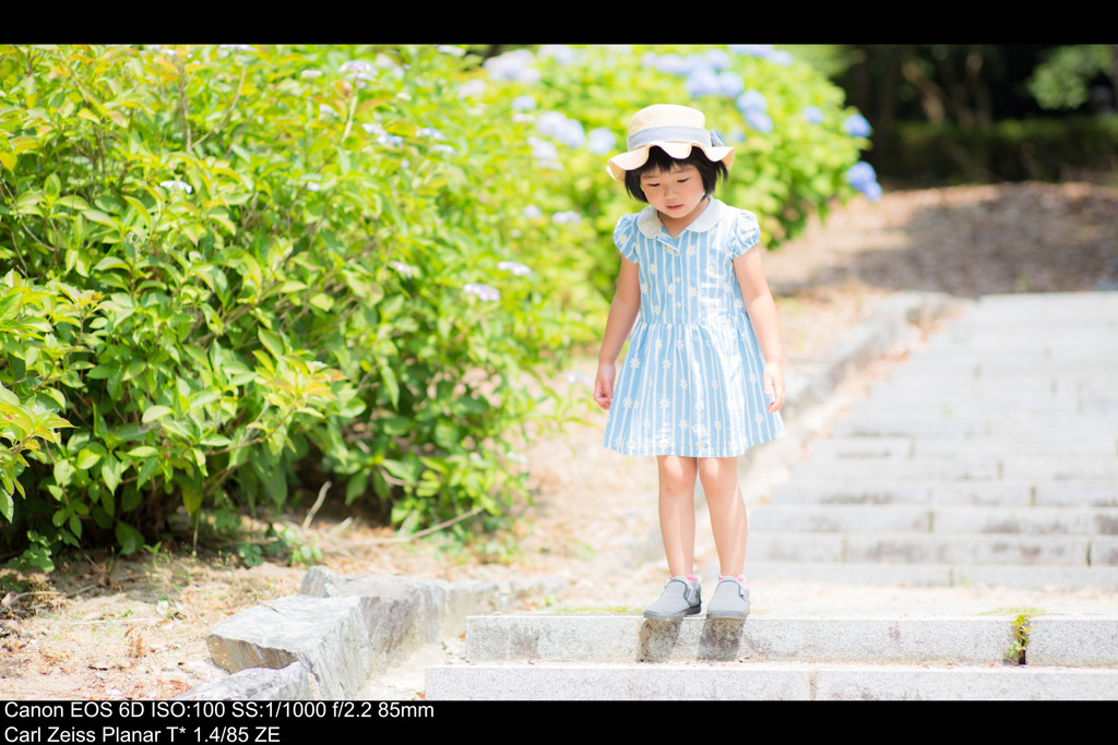 今年の紫陽花さんは元気がないようです。