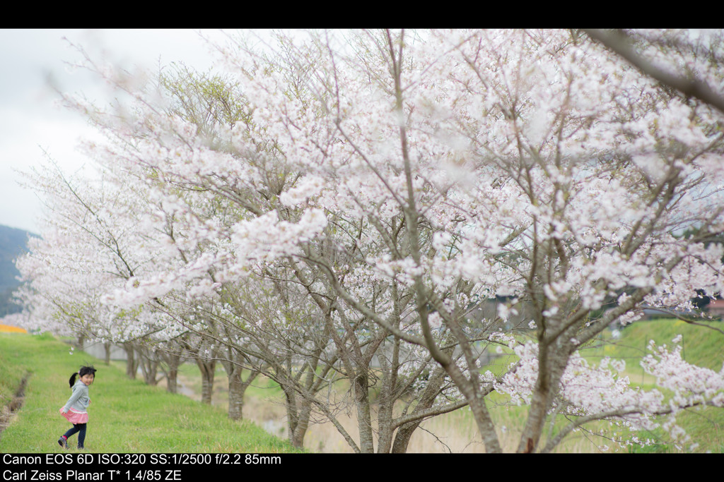 桜道2