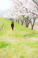 桜道