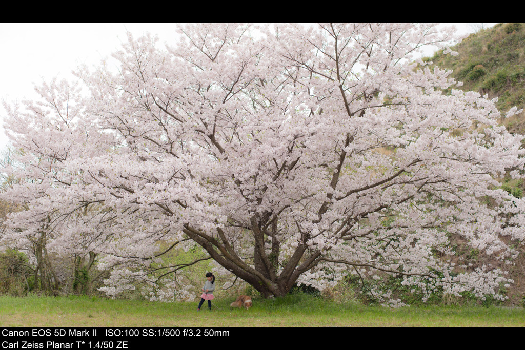 大きな桜の木の下で