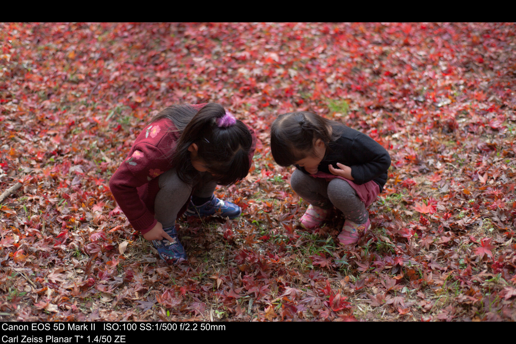 おねーちゃん、紅葉ってどぉれ？