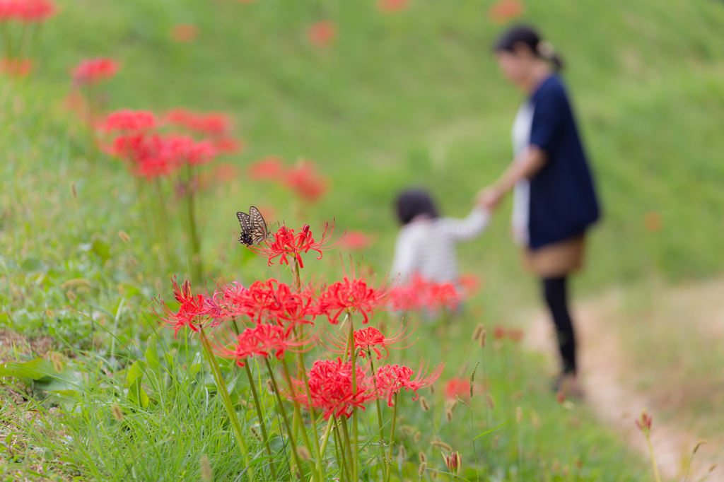 あぜ道散歩