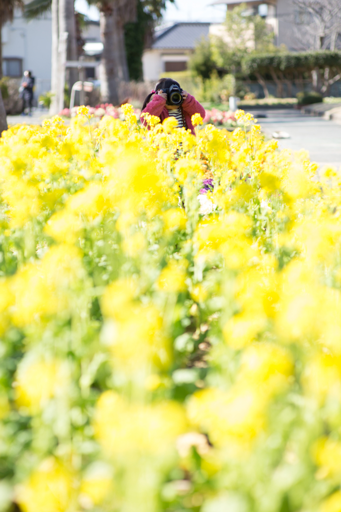 菜の花撮影会２