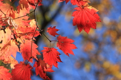 紅葉　三峰神社