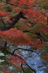 紅葉　中津峡③