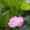 古代蓮